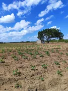 Fazenda / Sítio / Chácara com 3 Quartos à venda, 13500m² no Zona Rural, Monte Alegre - Foto 11