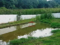 Fazenda / Sítio / Chácara com 4 Quartos à venda, 400m² no São Roque, São Roque - Foto 9