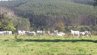 Fazenda / Sítio / Chácara à venda no Zona Rural, Anhembi - Foto 10