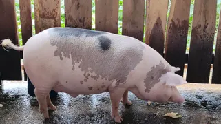 Fazenda / Sítio / Chácara à venda no Zona Rural, Rosário Oeste - Foto 64