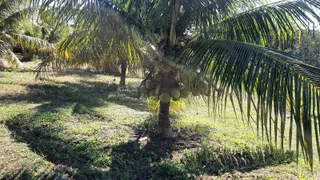 Fazenda / Sítio / Chácara com 4 Quartos à venda, 430000m² no Zona Rural, Conde - Foto 31