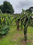 Fazenda / Sítio / Chácara com 2 Quartos à venda, 170000m² no Zona Rural, Monte Alegre de Minas - Foto 21