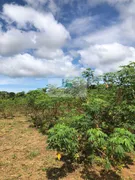 Fazenda / Sítio / Chácara com 2 Quartos à venda, 16000m² no Area Rural de Palmas, Palmas - Foto 26