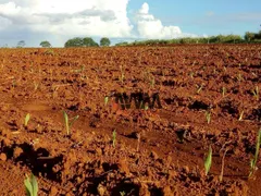 Fazenda / Sítio / Chácara à venda, 1380000m² no Zona Rural, Itapuranga - Foto 3