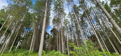 Fazenda / Sítio / Chácara com 2 Quartos à venda, 798600m² no Campo Alto, Tijucas do Sul - Foto 15