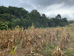 Fazenda / Sítio / Chácara à venda, 24000m² no Zona Rural, Mandirituba - Foto 28