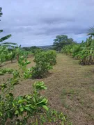 Fazenda / Sítio / Chácara com 4 Quartos à venda, 40000m² no Zona Rural, Monte Alegre - Foto 3