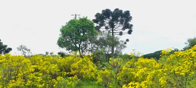 Fazenda / Sítio / Chácara à venda, 150000m² no Centro, São Joaquim - Foto 43