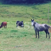 Fazenda / Sítio / Chácara com 2 Quartos à venda, 58000m² no , Silvianópolis - Foto 3