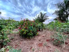 Fazenda / Sítio / Chácara à venda, 5255m² no Jardim Nilza, Maringá - Foto 27