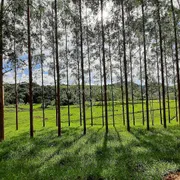 Fazenda / Sítio / Chácara à venda, 20486m² no , Coronel Pacheco - Foto 4