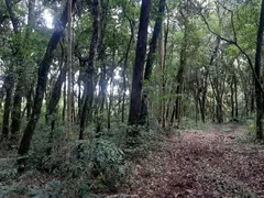 Terreno / Lote / Condomínio à venda no Contenda, São José dos Pinhais - Foto 14