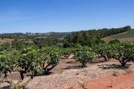 Fazenda / Sítio / Chácara com 2 Quartos à venda, 200m² no Zona Rural, Morungaba - Foto 8