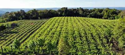 Fazenda / Sítio / Chácara à venda, 24000m² no Zona Rural, Monte Belo do Sul - Foto 11