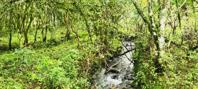 Fazenda / Sítio / Chácara à venda, 150000m² no Centro, São Joaquim - Foto 14