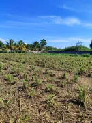 Fazenda / Sítio / Chácara com 4 Quartos à venda, 130m² no Zona Rural, São José de Mipibu - Foto 30