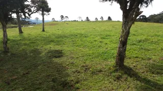 Fazenda / Sítio / Chácara com 1 Quarto à venda, 60000m² no Santa Tereza, Urubici - Foto 3