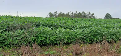 Fazenda / Sítio / Chácara à venda, 115000m² no Paranoá, Brasília - Foto 35