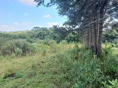 Fazenda / Sítio / Chácara com 1 Quarto à venda, 5000m² no Campo Largo da Roseira, São José dos Pinhais - Foto 4