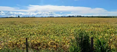 Fazenda / Sítio / Chácara à venda, 195400m² no Paranoá, Brasília - Foto 5