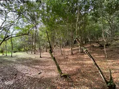 Fazenda / Sítio / Chácara com 1 Quarto à venda, 100m² no Ratones, Florianópolis - Foto 6