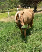 Fazenda / Sítio / Chácara com 3 Quartos à venda, 36m² no Centro, Carmo do Cajuru - Foto 32