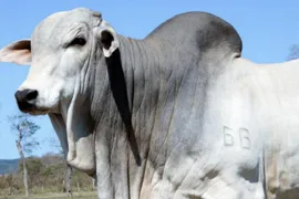 Fazenda / Sítio / Chácara à venda, 785550000m² no Jardim São Conrado, Campo Grande - Foto 7