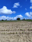 Fazenda / Sítio / Chácara com 3 Quartos à venda, 14400m² no Zona Rural, Monte Alegre - Foto 3