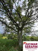 Fazenda / Sítio / Chácara com 1 Quarto à venda, 5500m² no Nova Descoberta, Tijucas - Foto 4