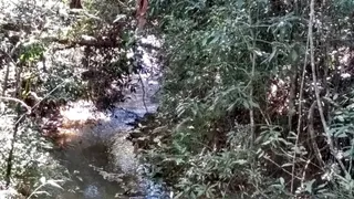 Fazenda / Sítio / Chácara à venda, 20000m² no Jardim dos Lopes, Limeira - Foto 10