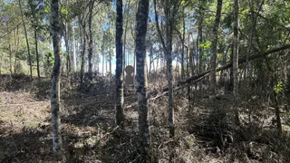 Fazenda / Sítio / Chácara com 3 Quartos à venda, 180m² no Centro, Bocaiúva do Sul - Foto 13