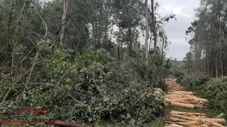 Terreno / Lote / Condomínio à venda, 20000m² no Linha Imperial, Nova Petrópolis - Foto 8