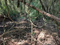 Fazenda / Sítio / Chácara à venda, 12100m² no Rural, Torre de Pedra - Foto 19