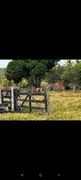 Fazenda / Sítio / Chácara com 4 Quartos à venda no Setor Central, Palmeiras de Goiás - Foto 3