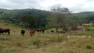 Fazenda / Sítio / Chácara com 4 Quartos à venda, 33000m² no Antonio Dos Santos, Caeté - Foto 23