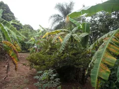 Fazenda / Sítio / Chácara com 3 Quartos à venda, 1530m² no Pavão-Canguera, São Roque - Foto 34