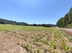 Fazenda / Sítio / Chácara à venda, 22500m² no , Gramado - Foto 2
