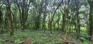 Fazenda / Sítio / Chácara à venda, 426000m² no Mato Queimado, Gramado - Foto 4