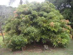 Fazenda / Sítio / Chácara com 4 Quartos à venda, 1330m² no Cocais, Ibiúna - Foto 58