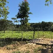 Fazenda / Sítio / Chácara com 3 Quartos à venda, 140m² no Zona Rural, Juquiá - Foto 12