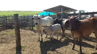 Fazenda / Sítio / Chácara com 2 Quartos à venda, 75m² no Zona Rural, Lambari - Foto 12