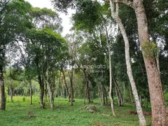 Fazenda / Sítio / Chácara à venda, 100m² no Rancho Alegre, Campina Grande do Sul - Foto 16