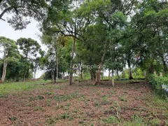 Fazenda / Sítio / Chácara à venda, 100m² no Rancho Alegre, Campina Grande do Sul - Foto 21