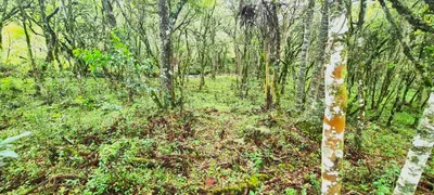 Fazenda / Sítio / Chácara à venda, 150000m² no Centro, São Joaquim - Foto 24