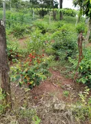 Fazenda / Sítio / Chácara com 2 Quartos à venda, 170000m² no Zona Rural, Monte Alegre de Minas - Foto 31