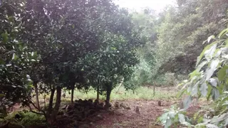 Fazenda / Sítio / Chácara com 1 Quarto à venda, 20000m² no Zona Rural, Caxias do Sul - Foto 4