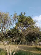 Fazenda / Sítio / Chácara com 4 Quartos à venda, 45000m² no Zona Rural, Pelotas - Foto 11