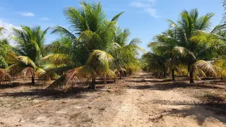 Fazenda / Sítio / Chácara com 4 Quartos à venda, 430000m² no Zona Rural, Conde - Foto 35