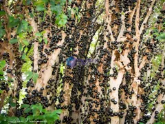 Fazenda / Sítio / Chácara com 1 Quarto à venda, 1150000m² no Zona Rural, Passa Tempo - Foto 16