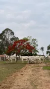 Fazenda / Sítio / Chácara com 4 Quartos à venda, 10m² no Zona Rural, Anicuns - Foto 11